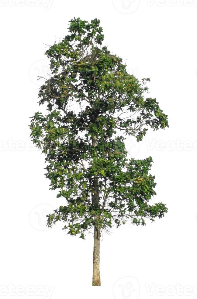Tree that are isolated on a white background are suitable for both printing and web pages photo