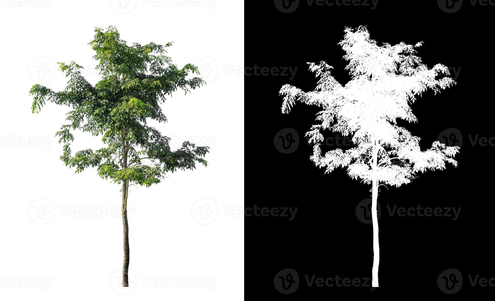 tree isolated on white background with clipping path and alpha channel photo