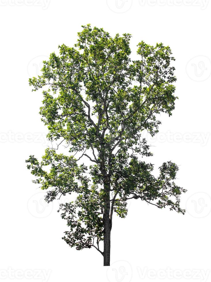 Tree that are isolated on a white background are suitable for both printing and web pages photo