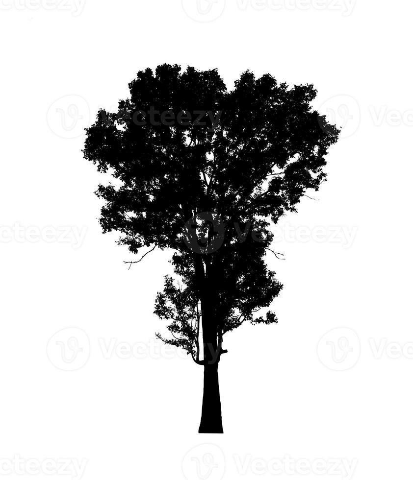 Tree silhouette for brush on white background photo