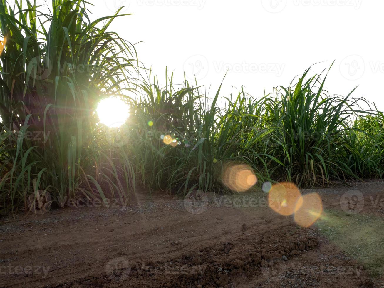 Sugar cane isolated on white background and cliping path photo