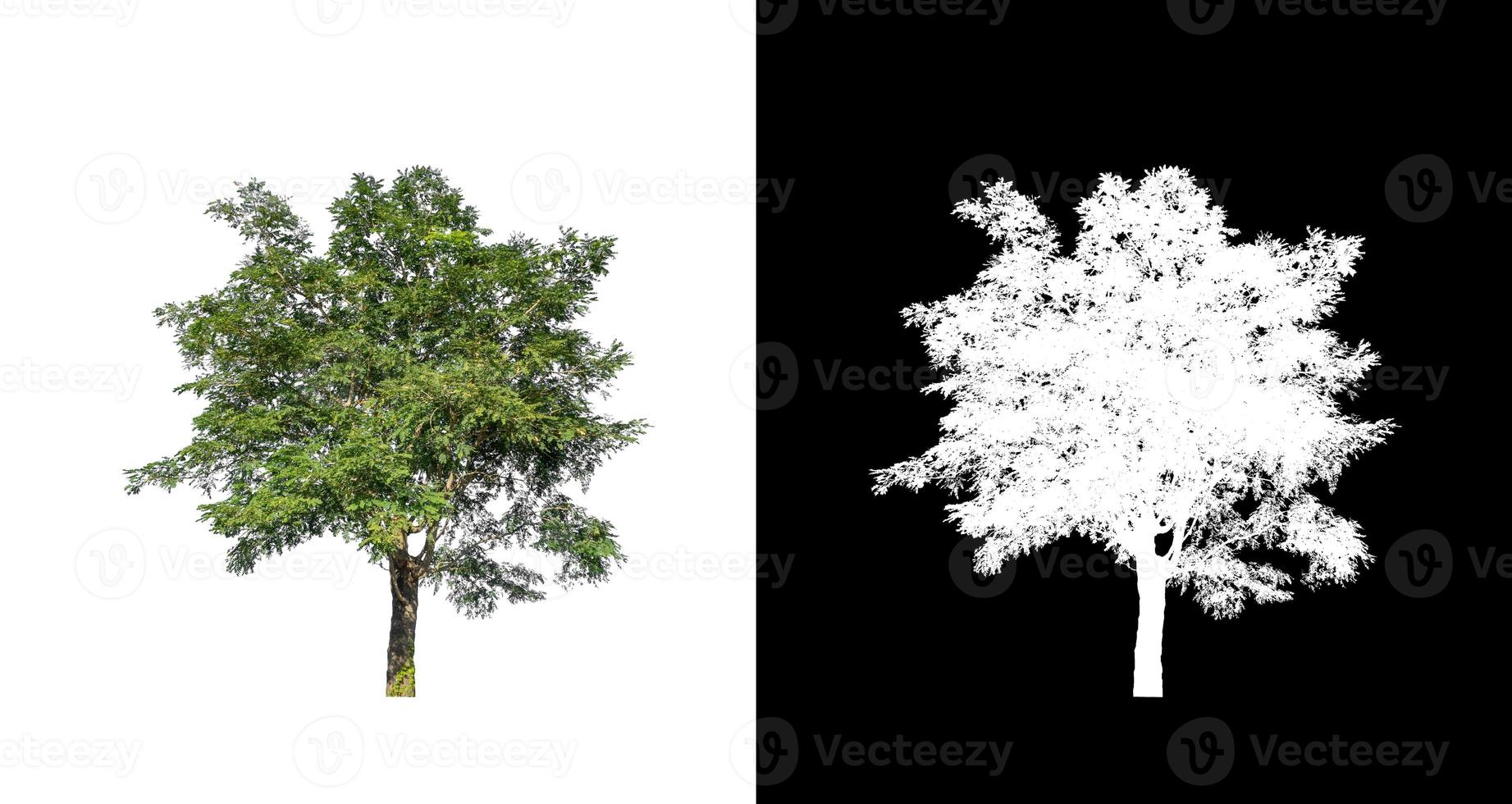 tree isolated on white background with clipping path and alpha channel photo