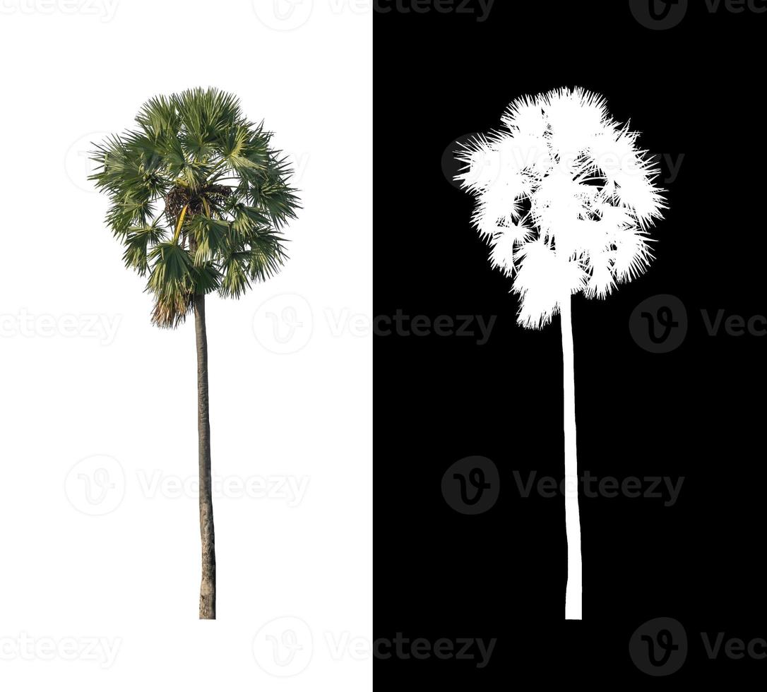 sugar palm that are isolated on a white background are suitable for both printing and web pages photo