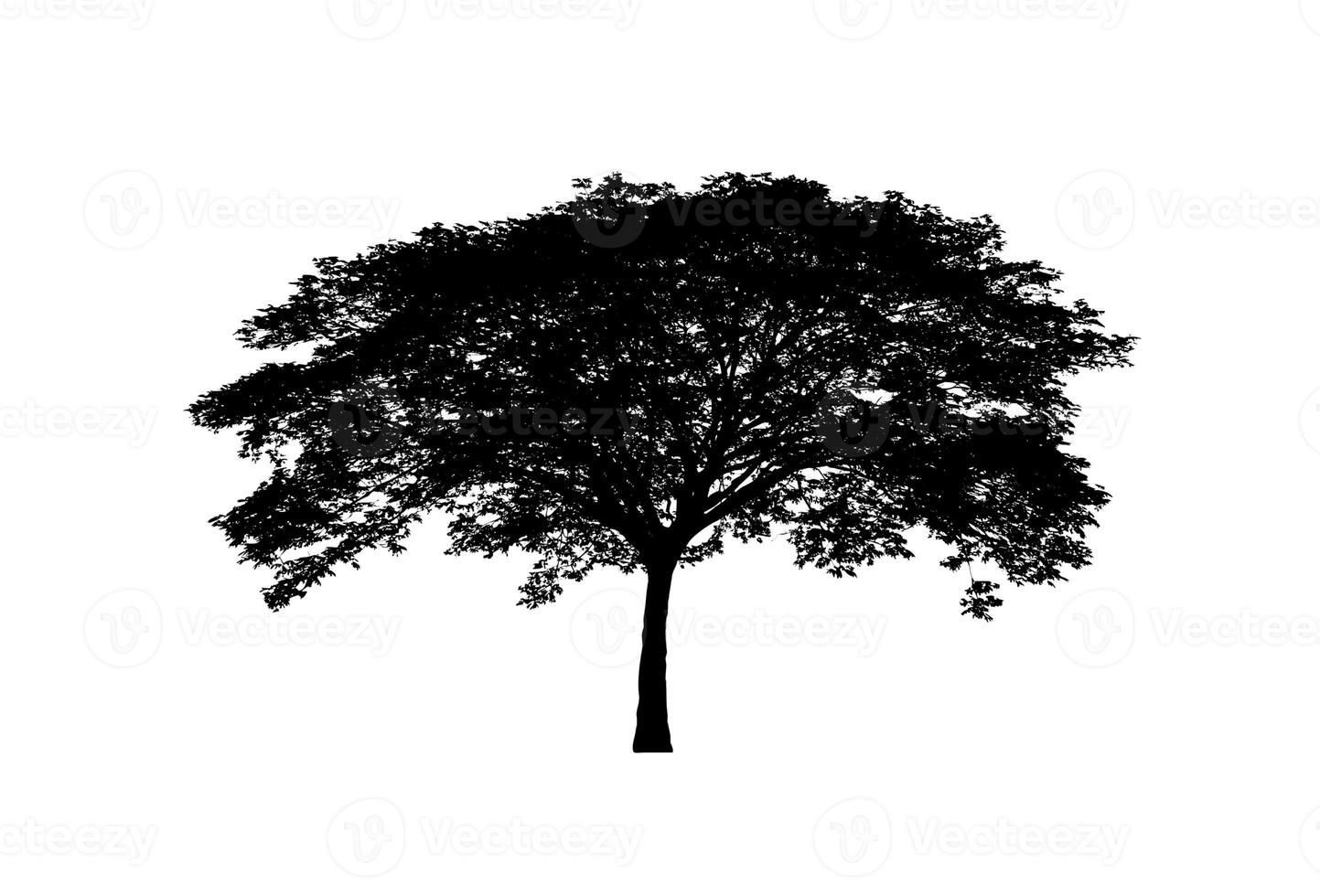 silueta de árbol para pincel sobre fondo blanco foto