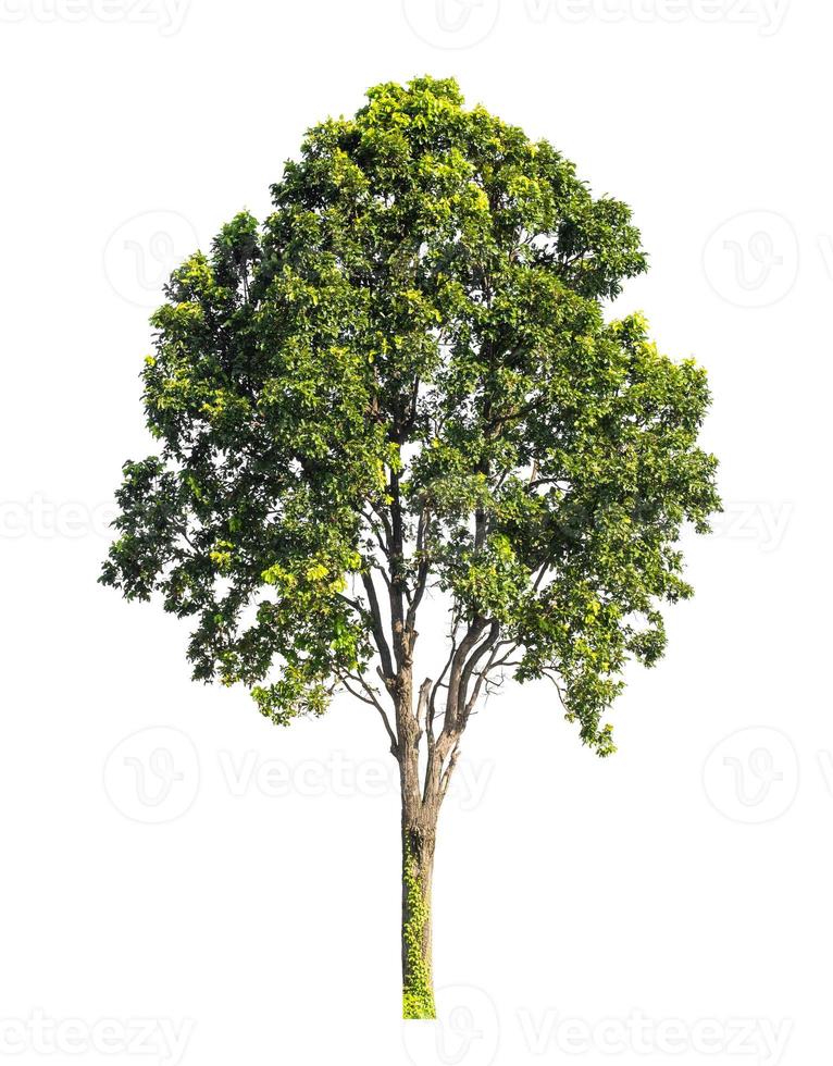 Tree that are isolated on a white background are suitable for both printing and web pages photo