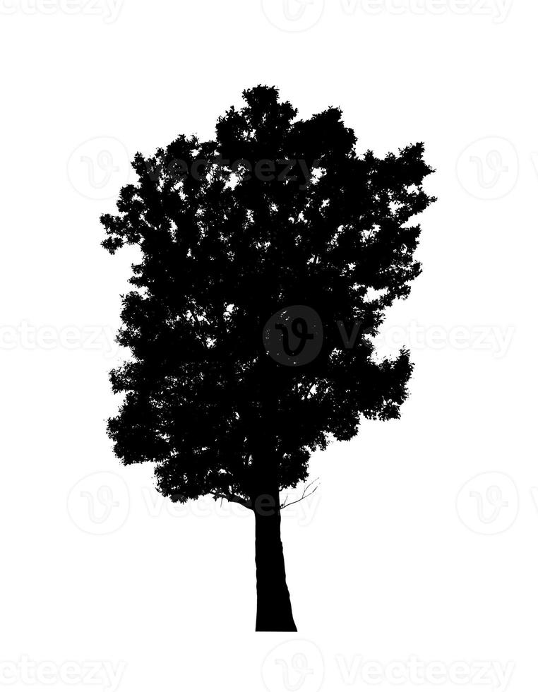 Tree silhouette for brush on white background photo