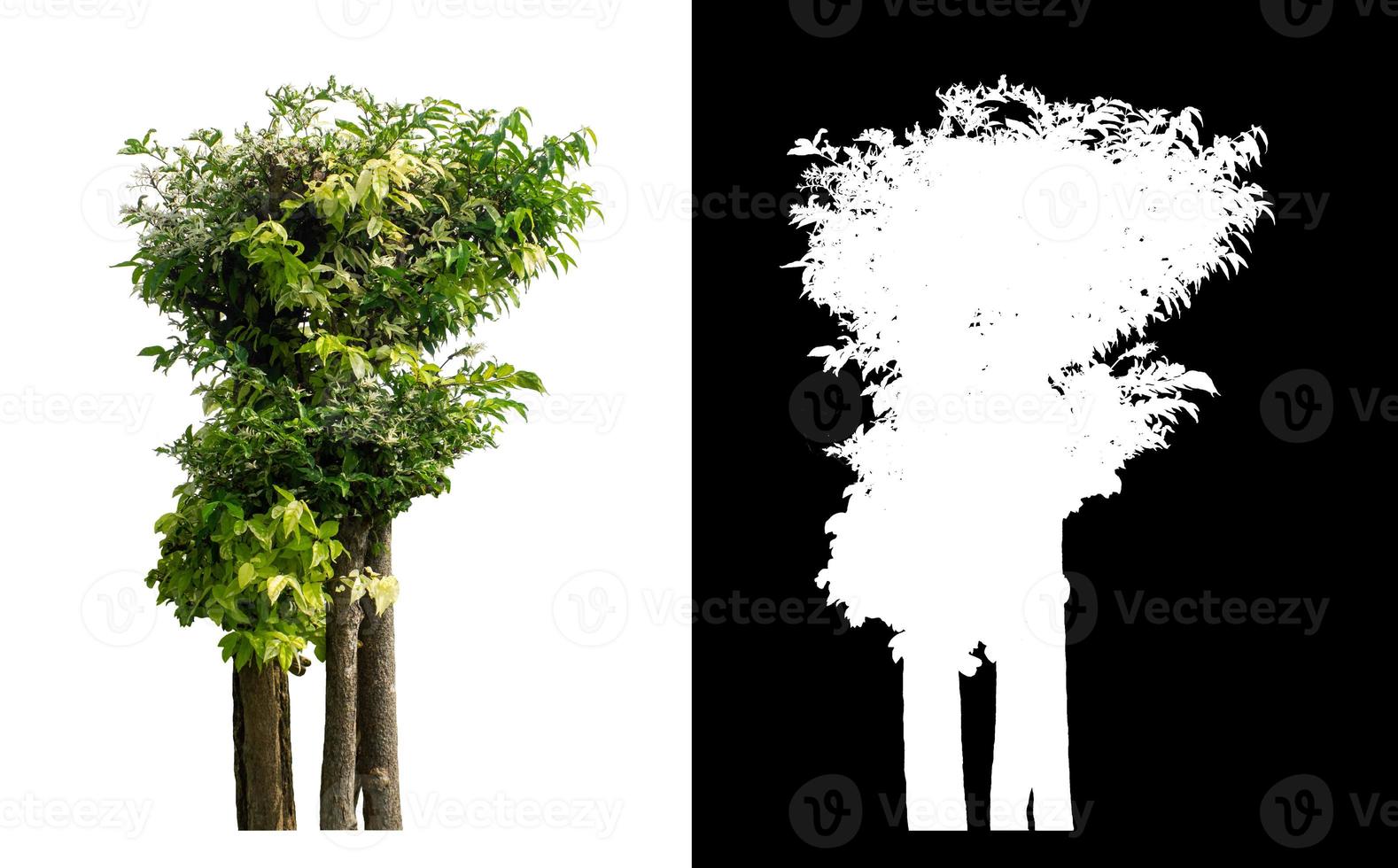 tree isolated on white background with clipping path and alpha channel photo