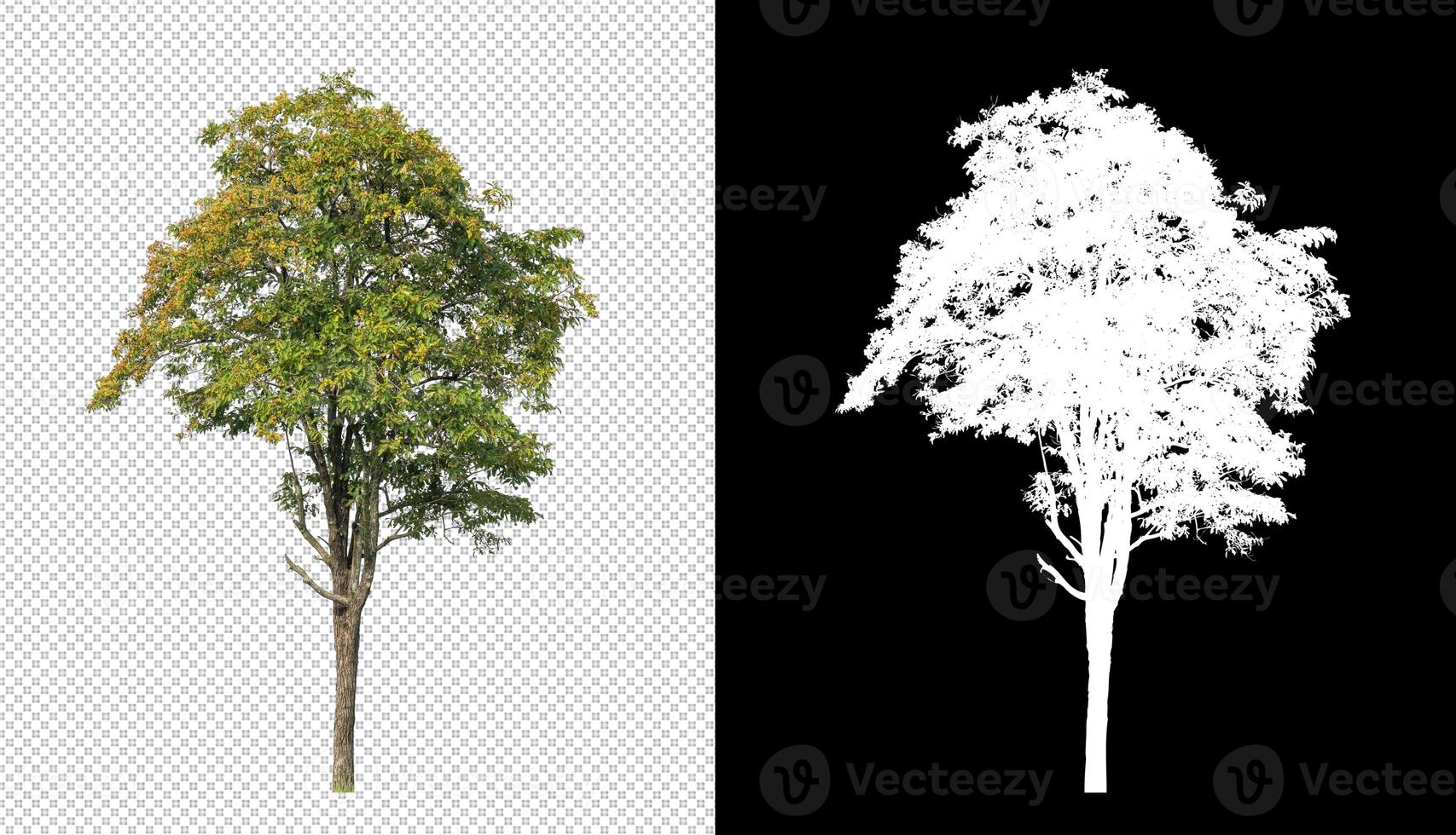 Tree on transparent picture background with clipping path, single tree with clipping path and alpha channel on black background photo