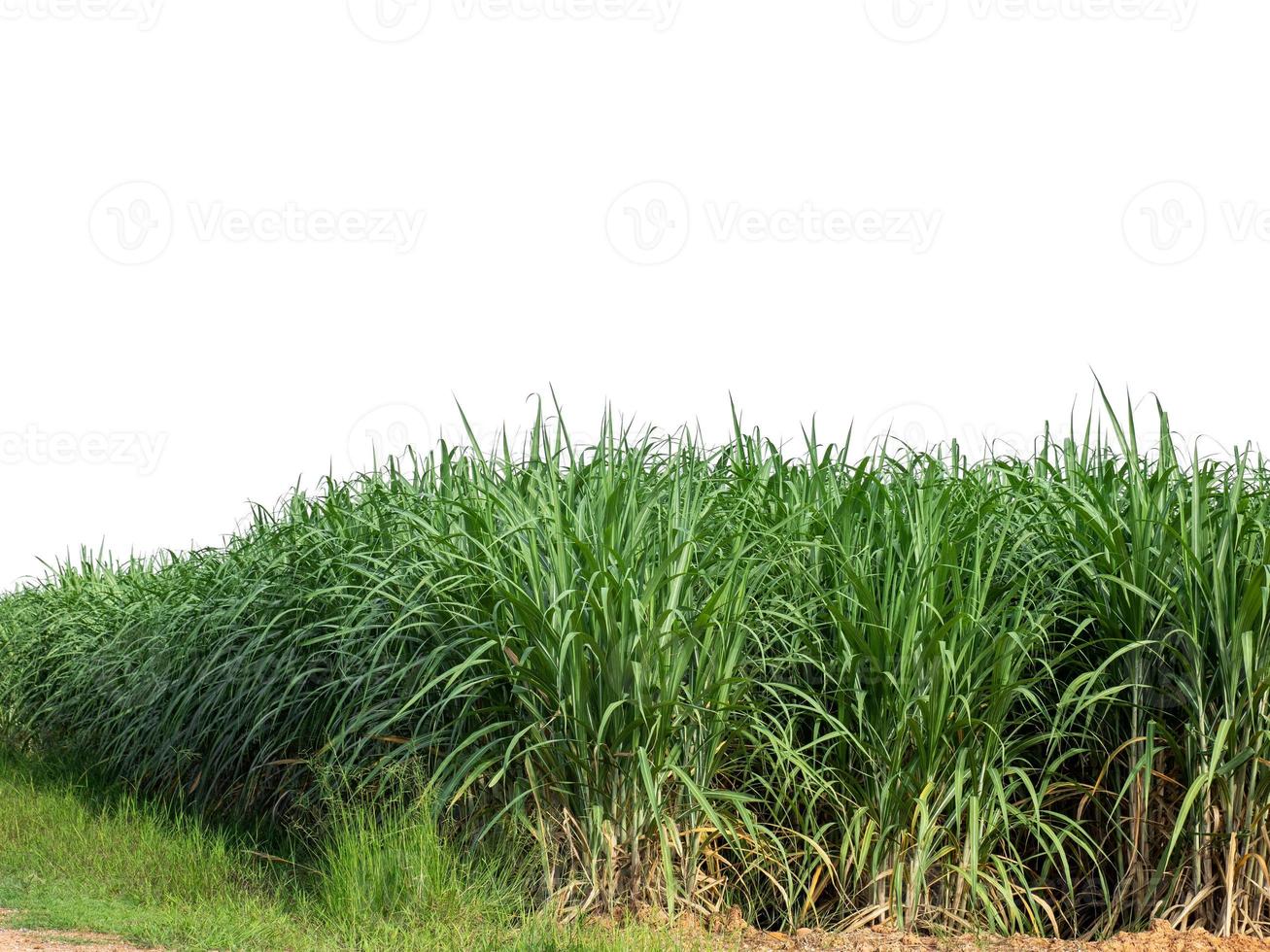 Sugar cane isolated on white background and cliping path photo