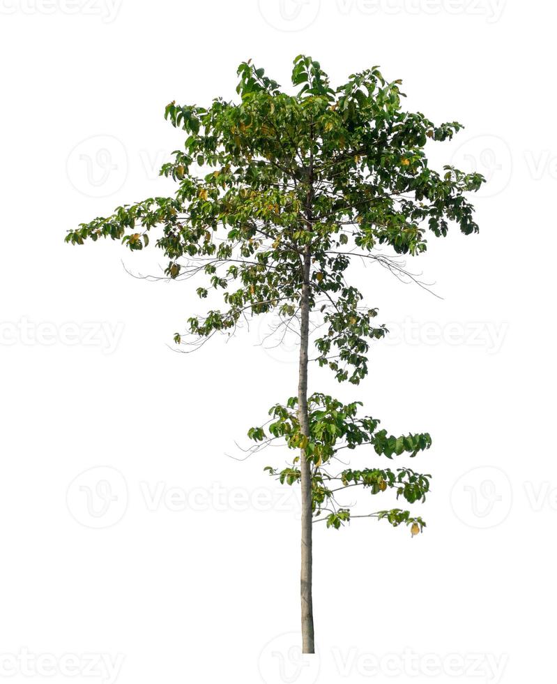Tree that are isolated on a white background are suitable for both printing and web pages photo