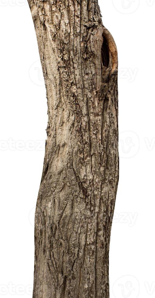 Trunk of a Tree Isolated On White Background photo
