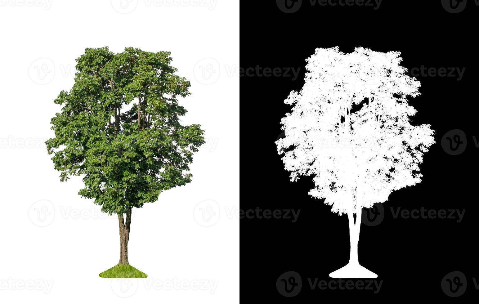 tree isolated on white background with clipping path and alpha channel photo