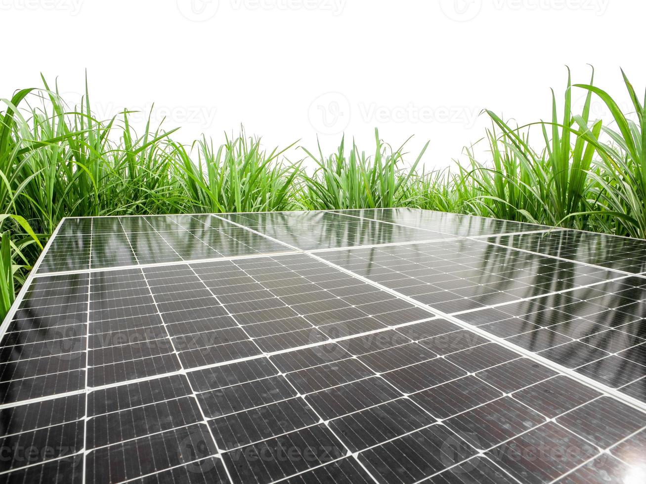 Células solares en caña de azúcar, energía verde, energía natural aislada en fondo blanco y ruta de recorte foto