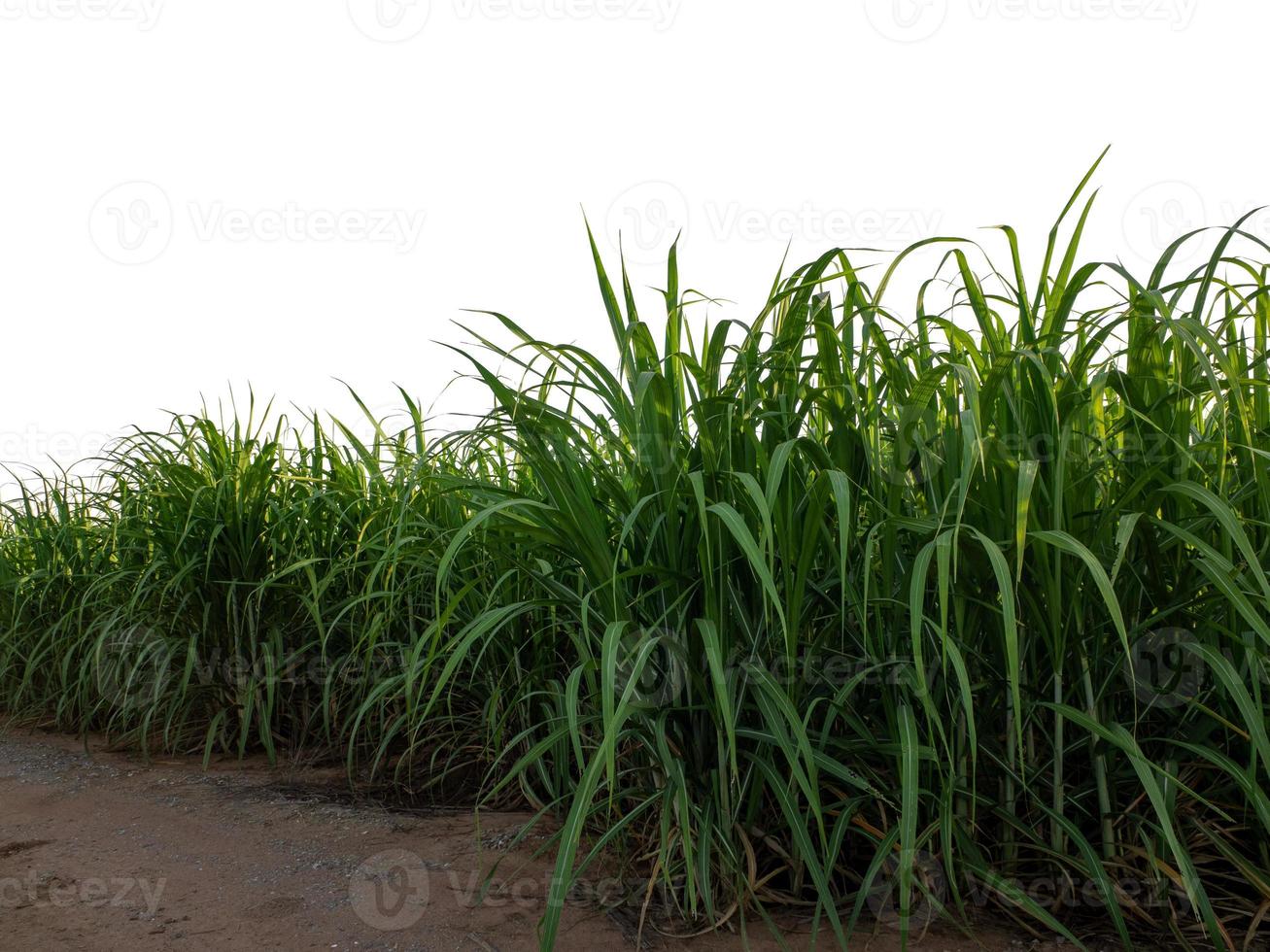 Sugar cane isolated on white background and cliping path photo