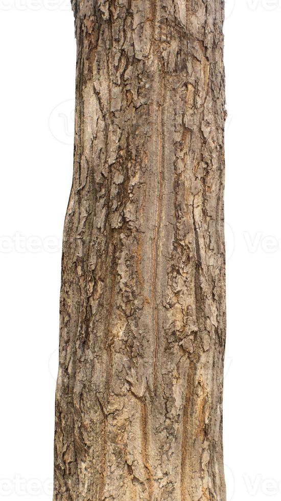 Trunk of a Tree Isolated On White Background photo