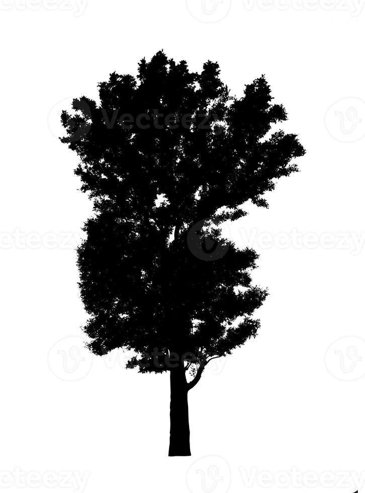 Tree silhouette for brush on white background photo