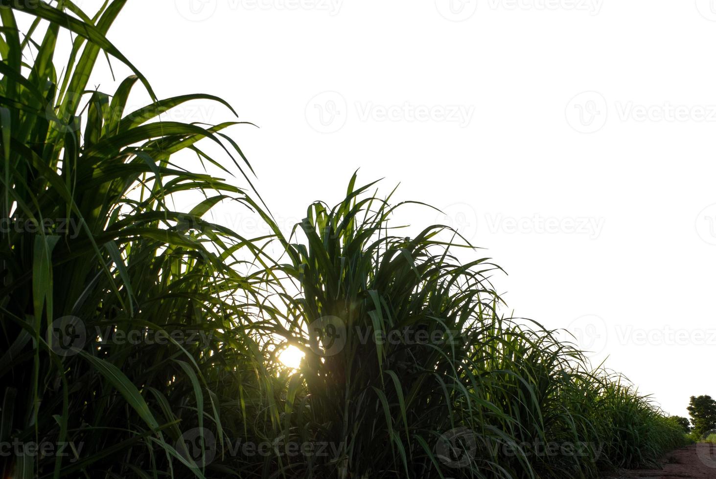 Sugar cane isolated on white background and cliping path photo