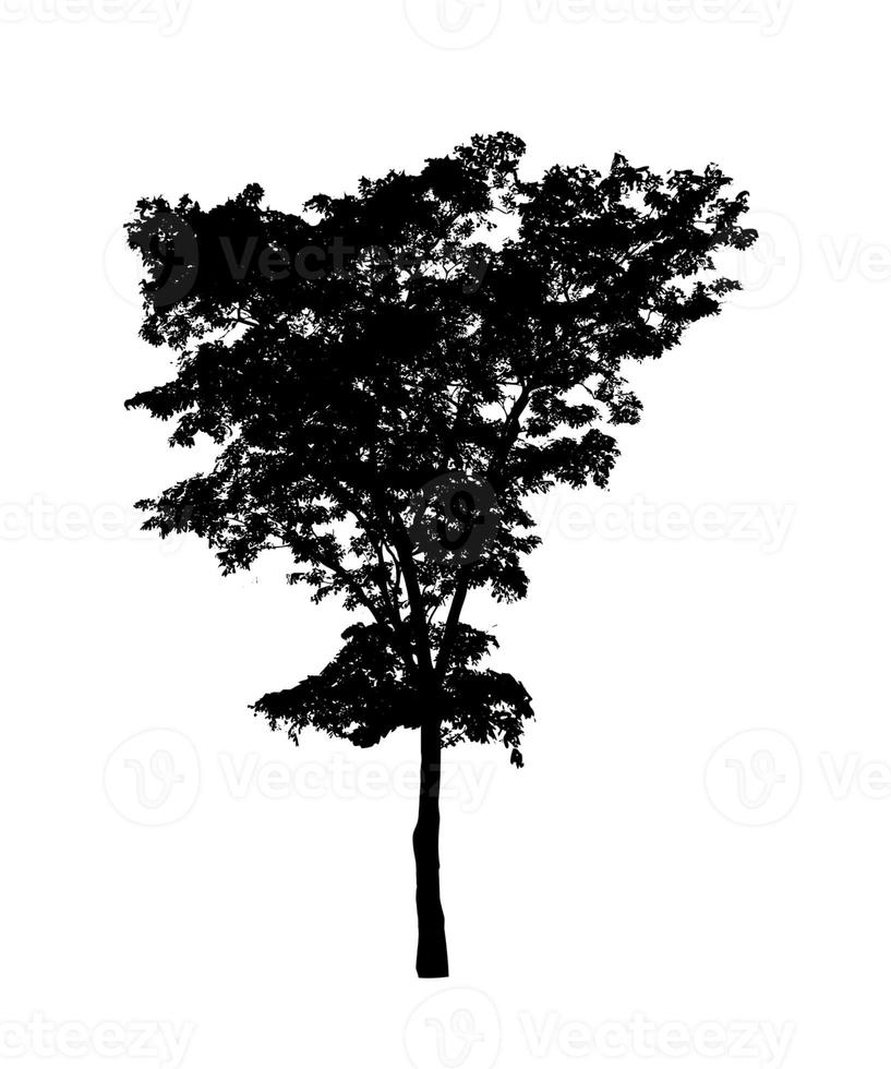 Tree silhouette for brush on white background photo