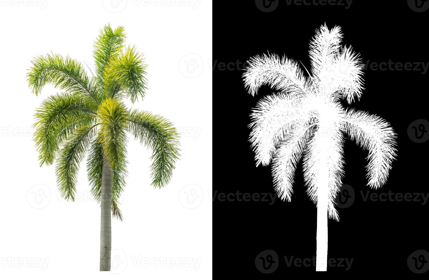 Green palm tree on white background with clipping path, single tree with clipping path and alpha channel on black background photo