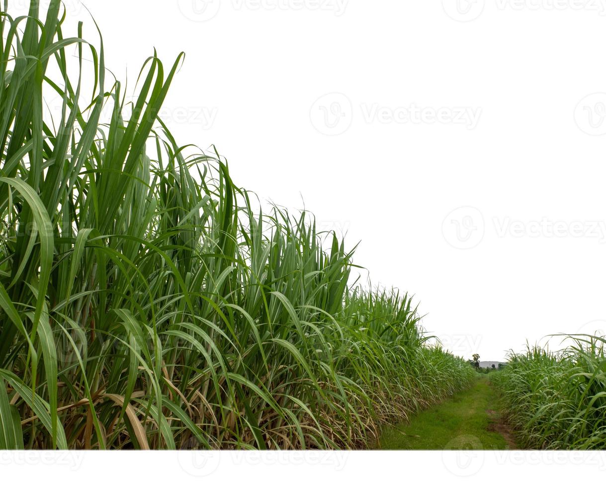 Sugar cane isolated on white background and cliping path photo