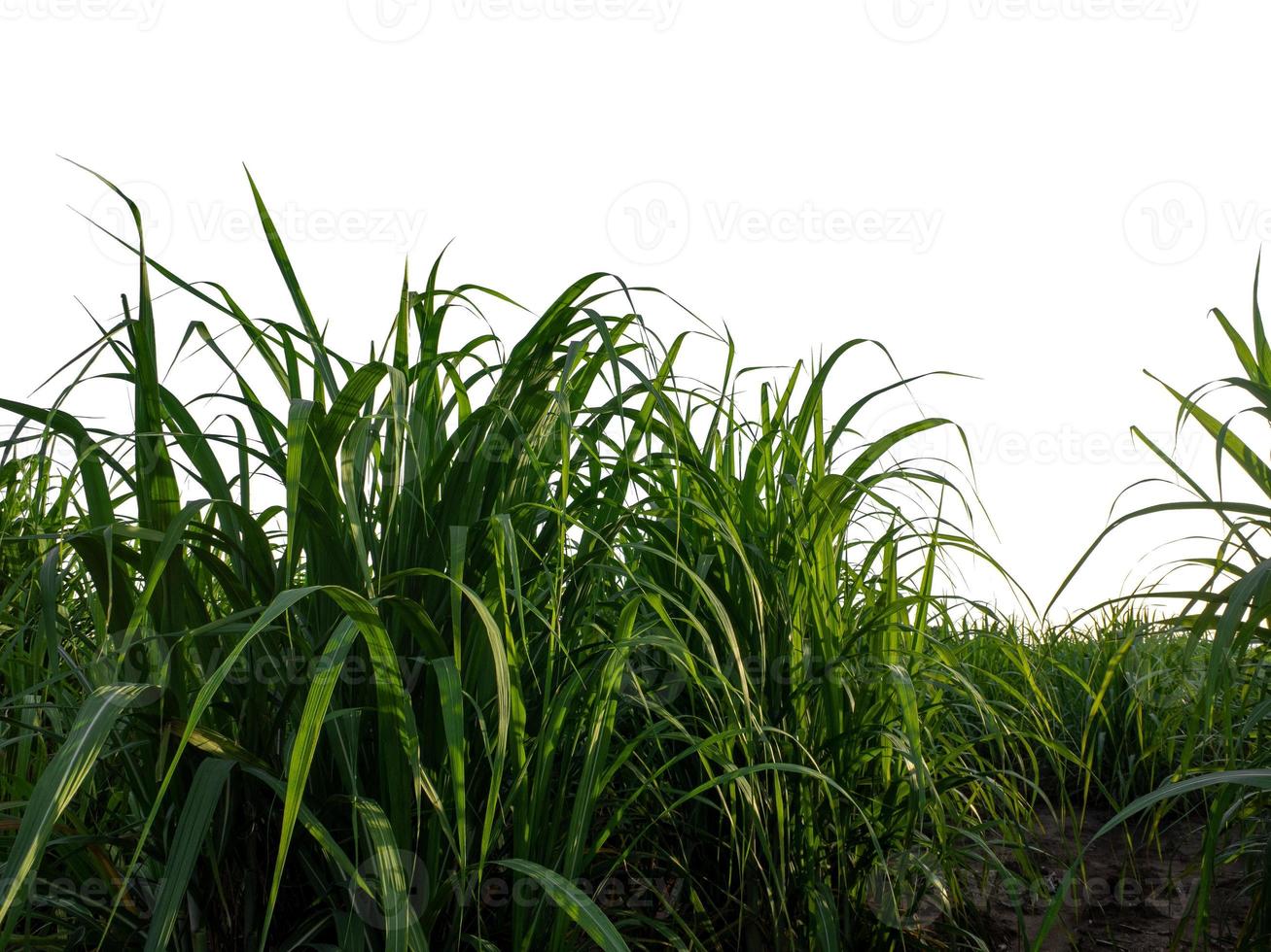 Sugar cane isolated on white background and cliping path photo
