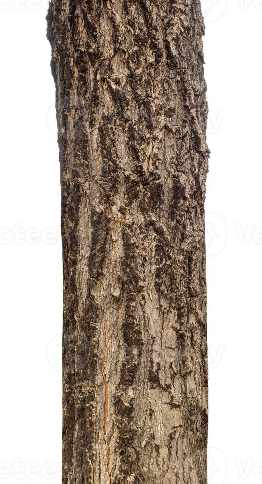 Trunk of a Tree Isolated On White Background photo