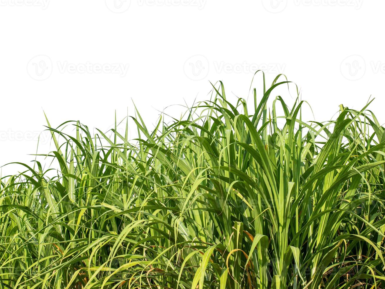 Sugar cane isolated on white background and cliping path photo