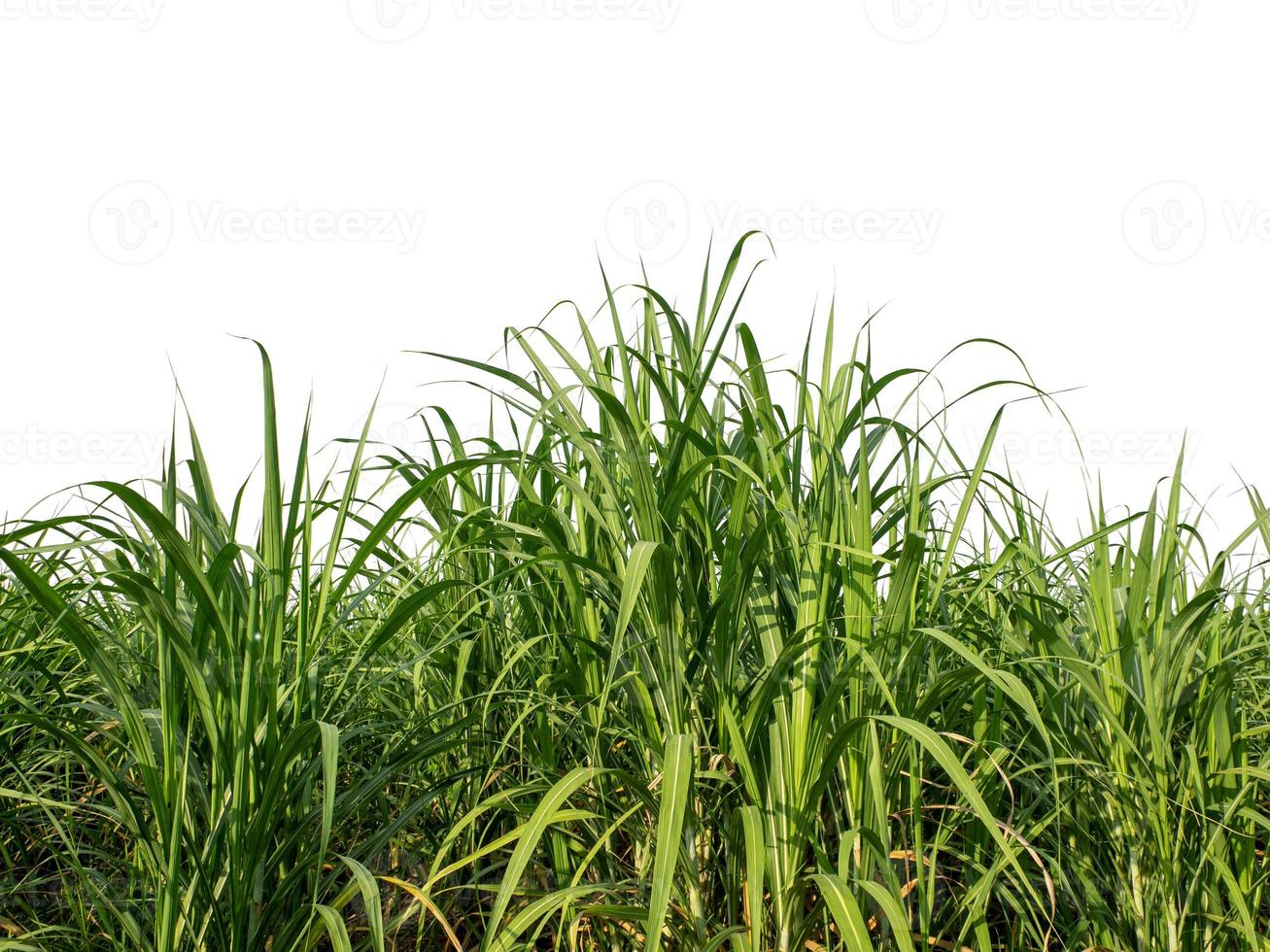 Sugar cane isolated on white background and cliping path photo