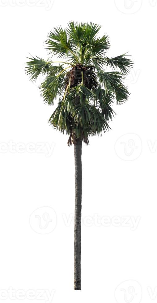 sugar palm that are isolated on a white background are suitable for both printing and web pages photo