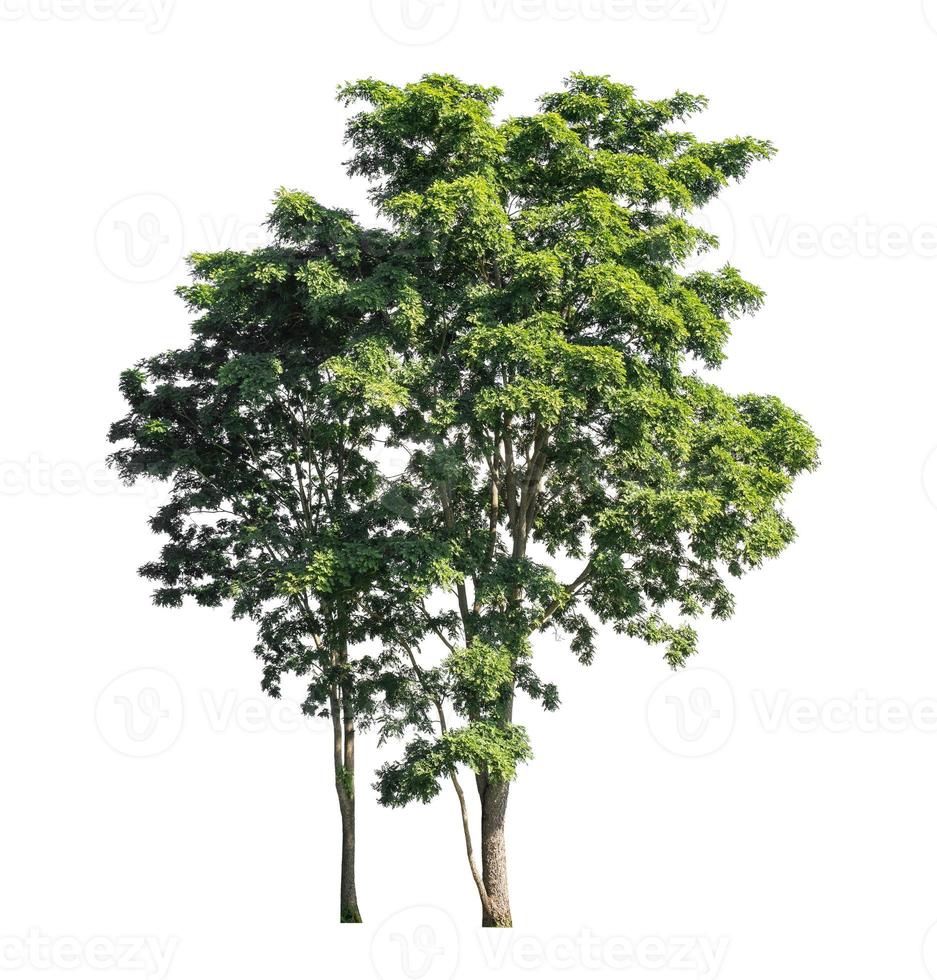 Tree that are isolated on a white background are suitable for both printing and web pages photo