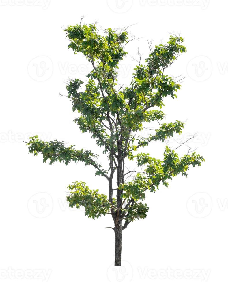 Tree that are isolated on a white background are suitable for both printing and web pages photo