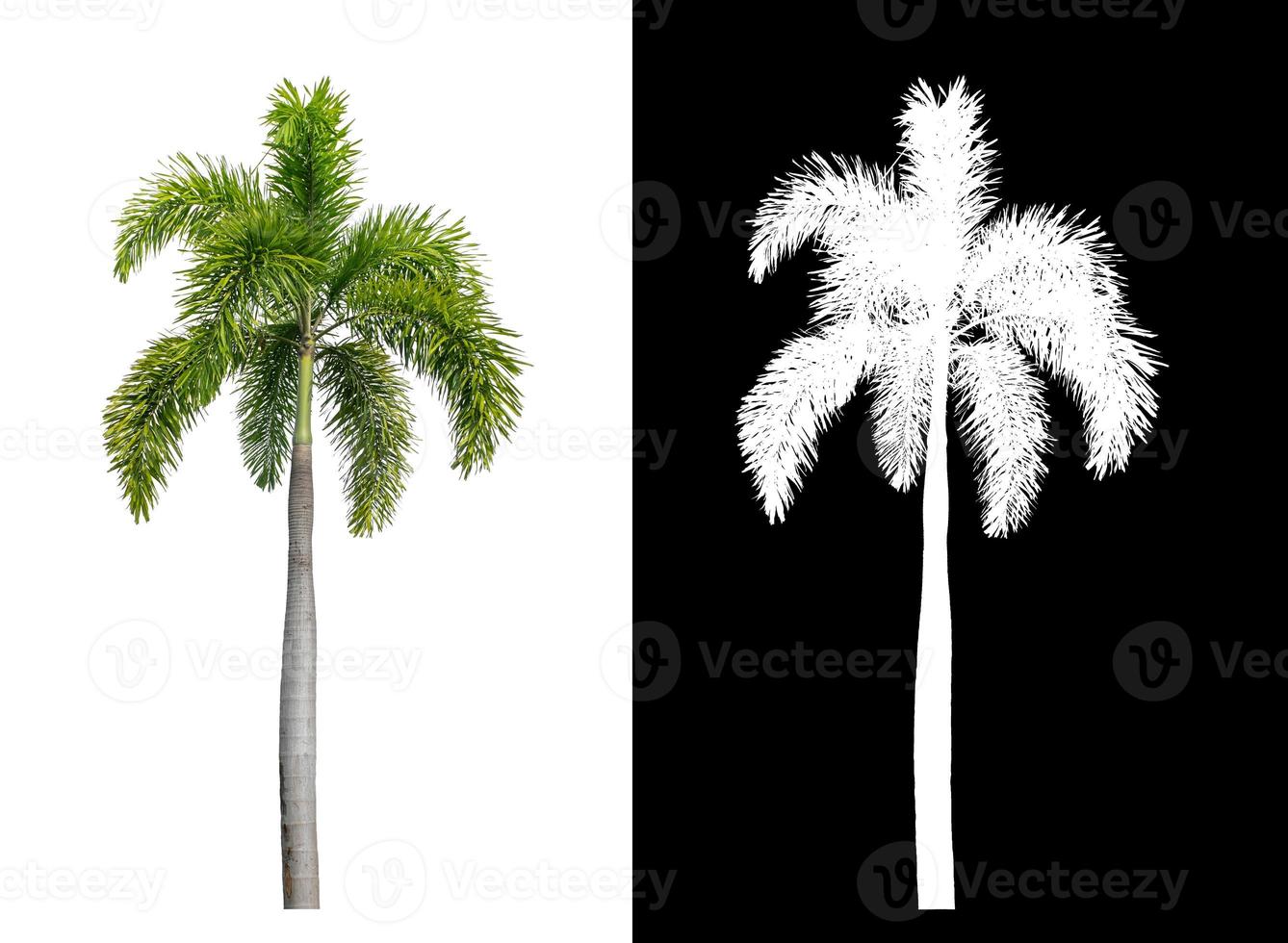 Green palm tree on white background with clipping path, single tree with clipping path and alpha channel on black background photo