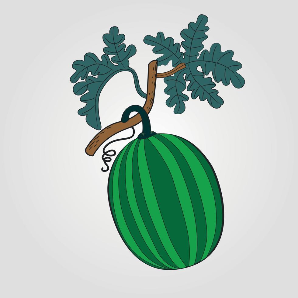 Hand drawn vector illustration - watermelon with leaf vector. Blossom plant with leaves Adobe Illustrator Artwork