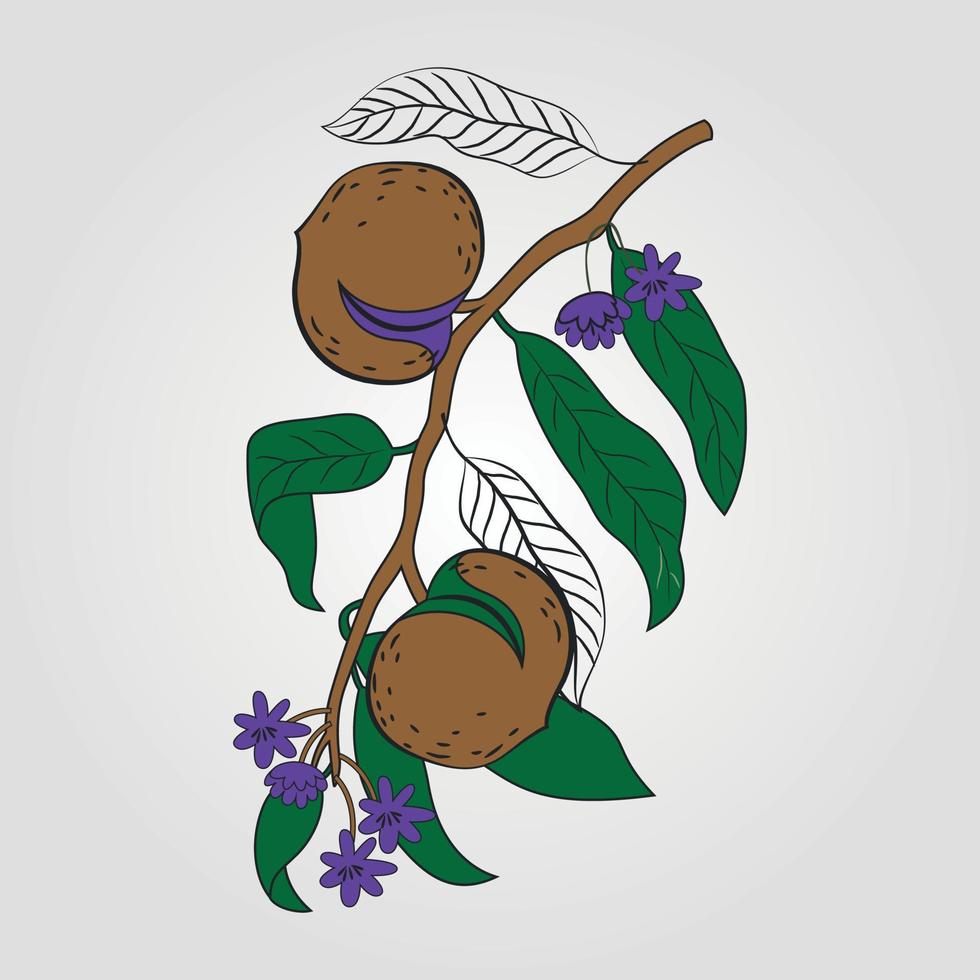 Hand drawn vector illustration - walnuts with leaf vector. Blossom plant with leaves Adobe Illustrator Artwork