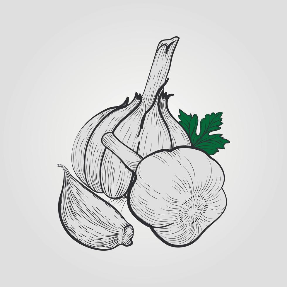 Hand drawn vector illustration - garlic with leaf vector. Blossom plant with leaves Adobe Illustrator Artwork