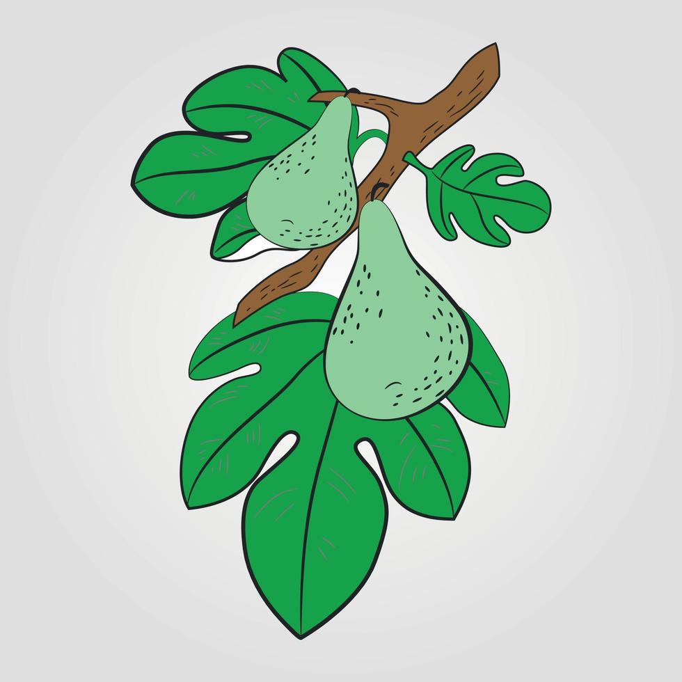 Hand drawn vector illustration - pear with leaf vector. Blossom plant with leaves Adobe Illustrator Artwork