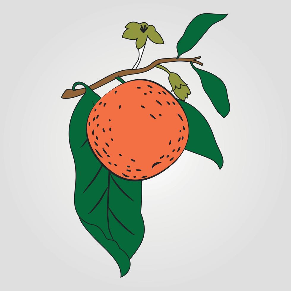 ilustración vectorial dibujada a mano - naranja con vector de hoja. flor planta con hojas adobe illustrator ilustraciones