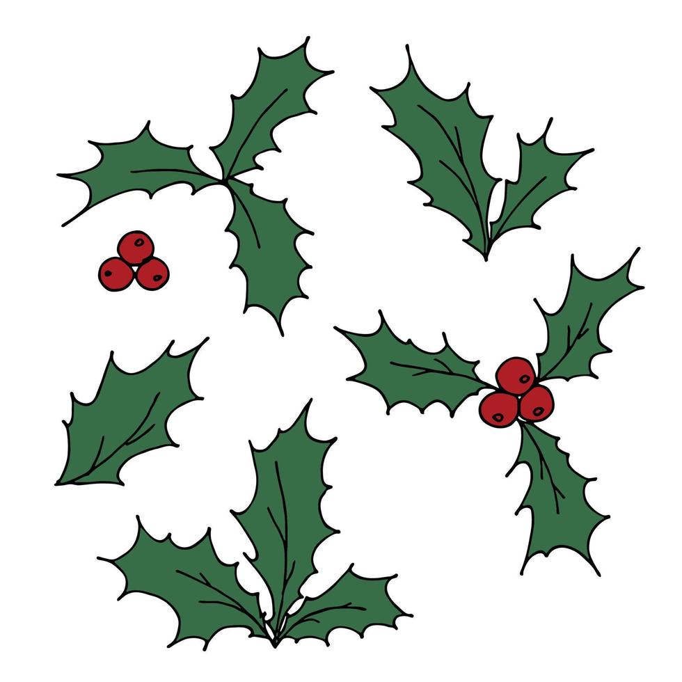 Hand drawn Christmas and New Year holly leaves bunch with berries. Holiday clipart vector