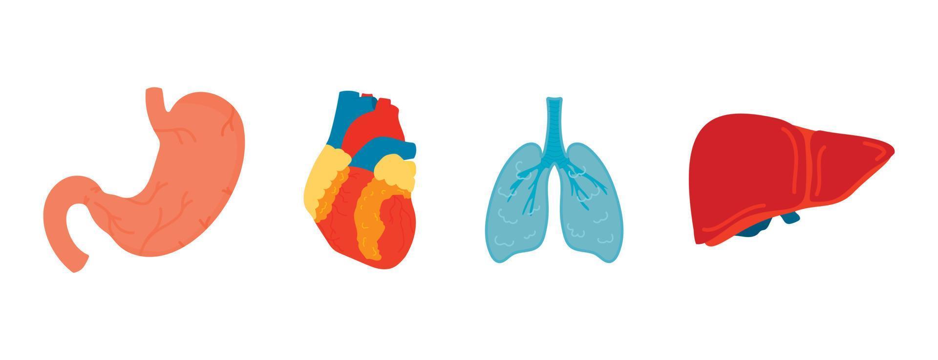 conjunto vectorial de órganos humanos. el estómago, el corazón, los pulmones y el hígado humanos. anatomía del cuerpo. vector