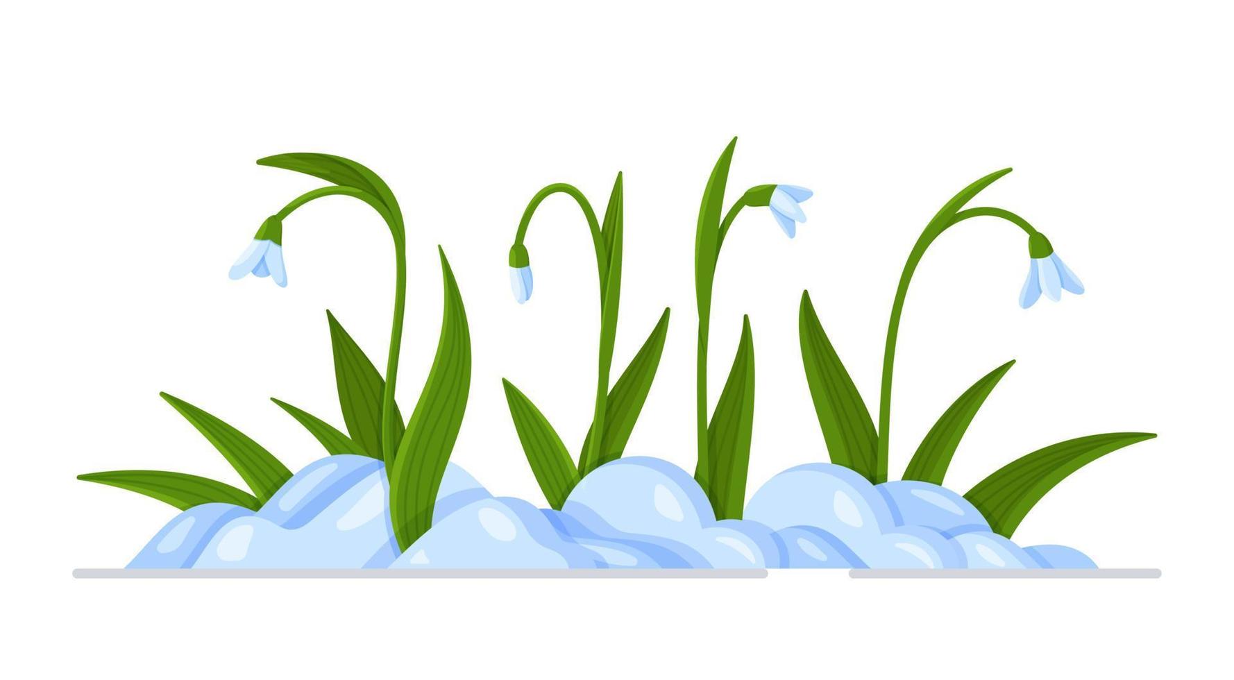 Vector illustration of snowdrops in the snow. Picture in a flat style. Flowers and plants.