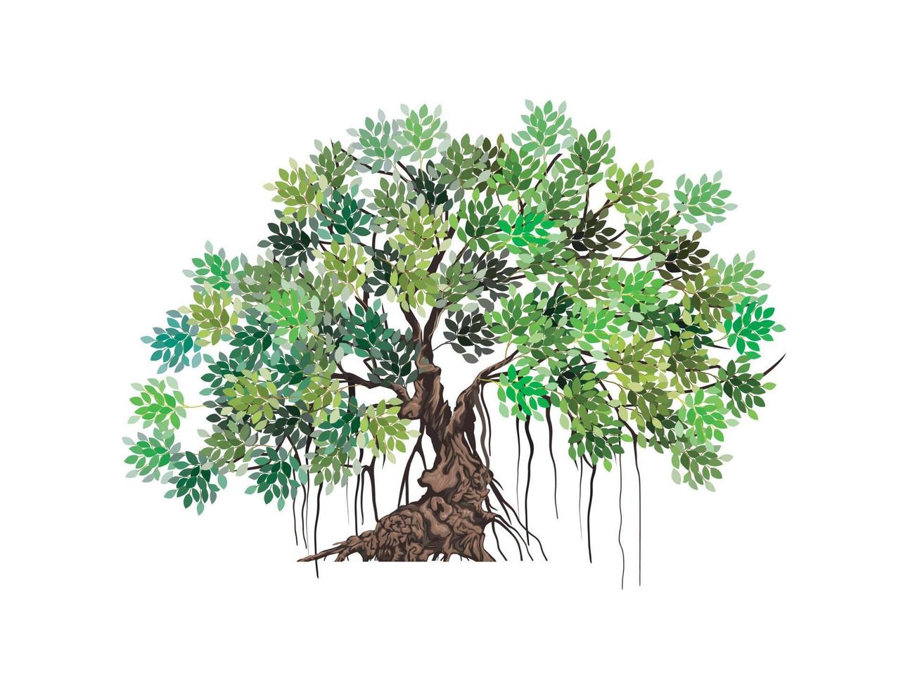 Ancient mangrove tree vector illustrations