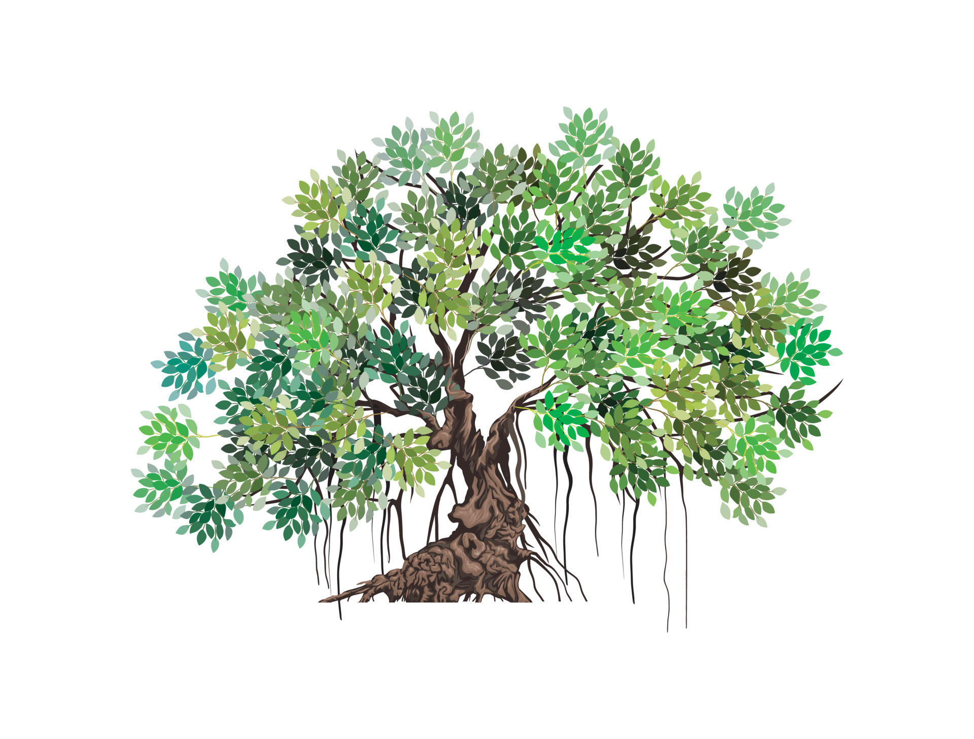 Ancient mangrove tree vector illustrations 16006217 Vector Art at Vecteezy