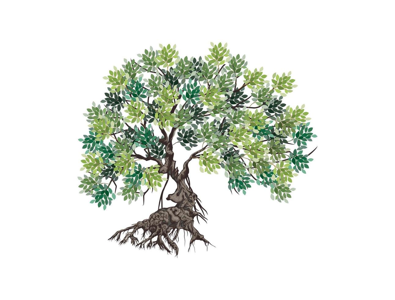 Ancient mangrove tree vector illustrations