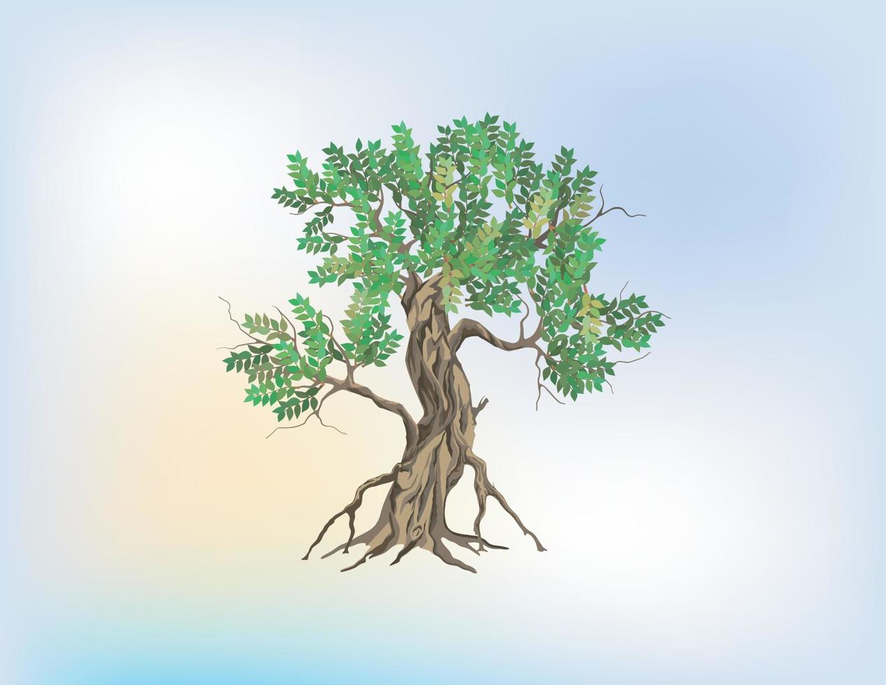 Ancient mangrove tree vector illustrations