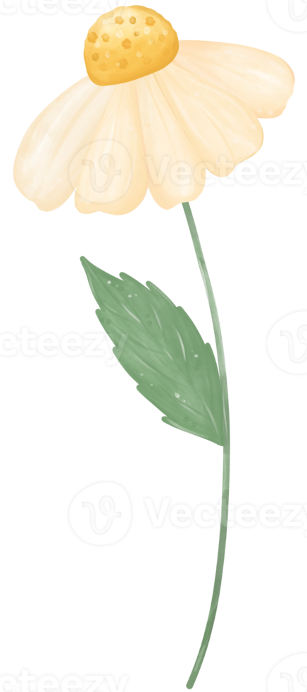ejemplo lindo de la acuarela de la flor de la margarita png