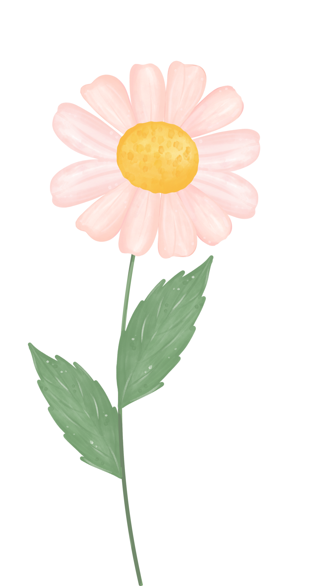 Free cute daisy flower watercolour illustration 16017489 PNG with  Transparent Background