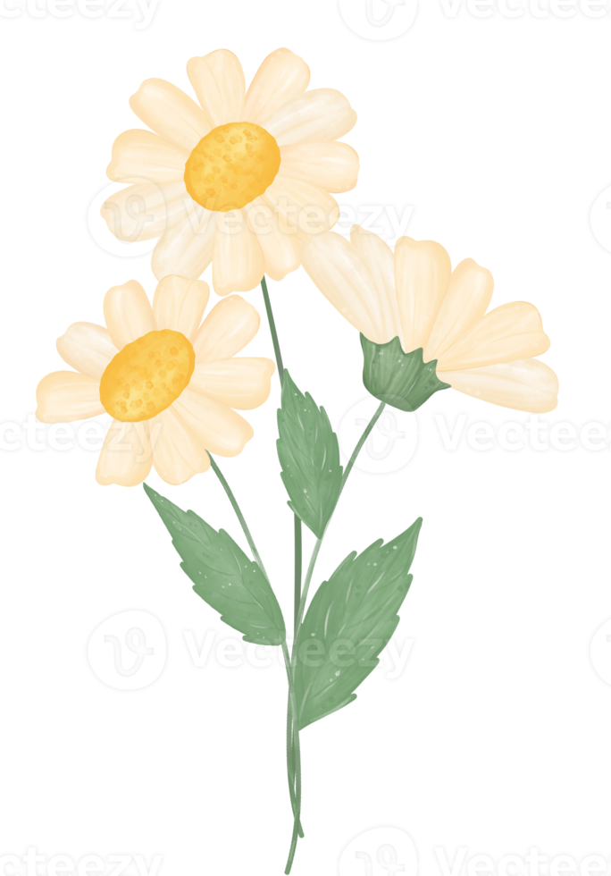 söt daisy blomma vattenfärg illustration png