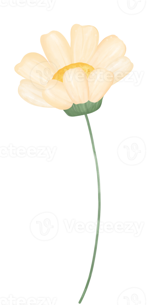 söt daisy blomma vattenfärg illustration png