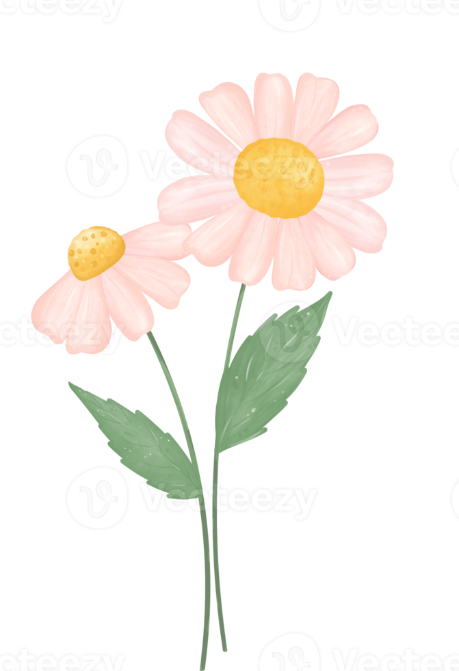 söt daisy blomma vattenfärg illustration png