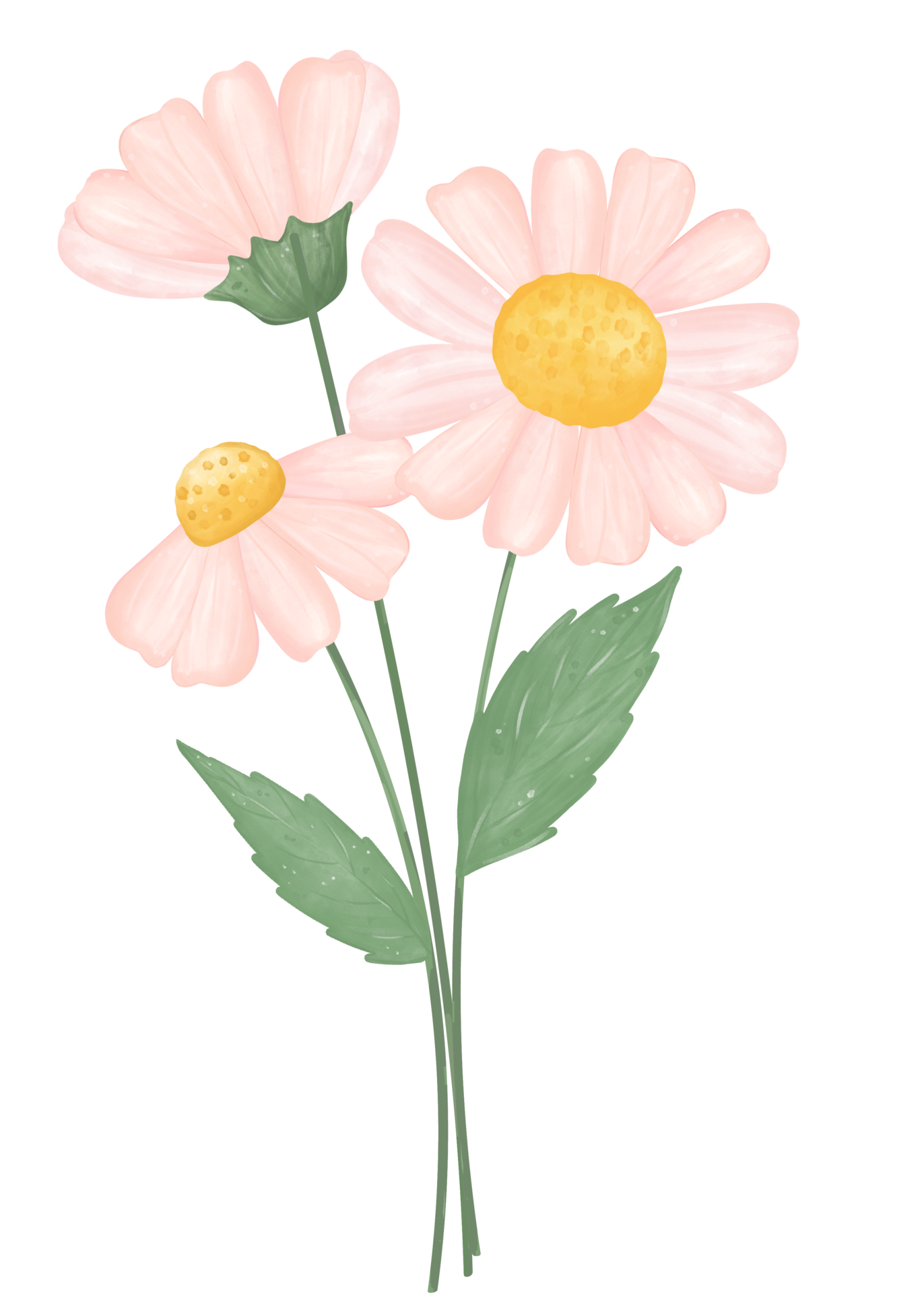 Free cute daisy flower watercolour illustration 16017502 PNG with